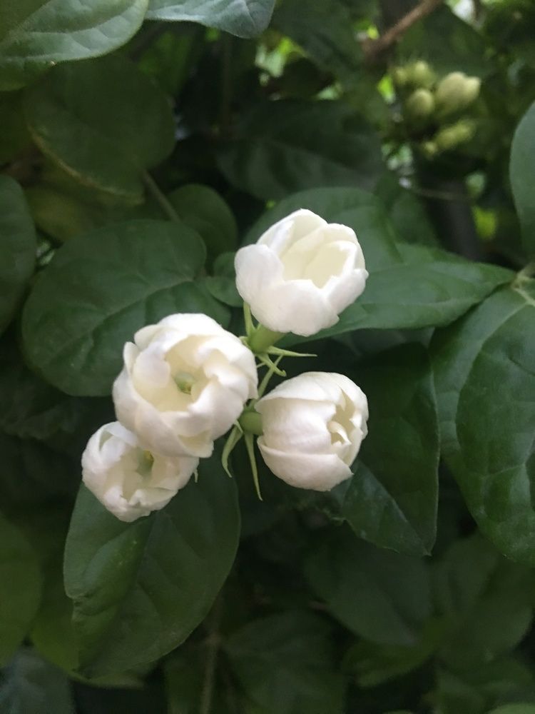 Photograph by Prasad babu Geddam