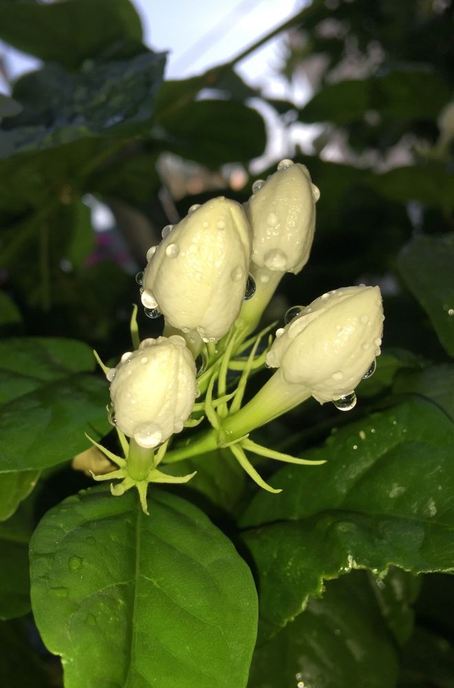 Photograph by Prasad babu Geddam