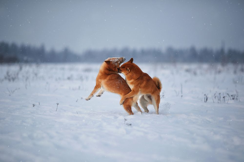 Photograph by Ирина Казанцева