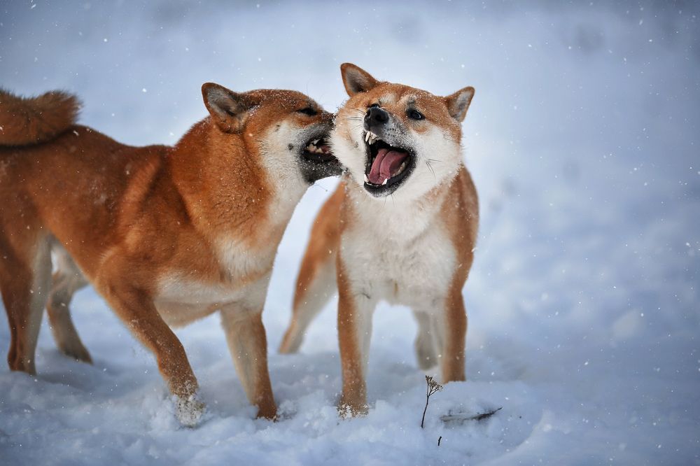 Photograph by Ирина Казанцева