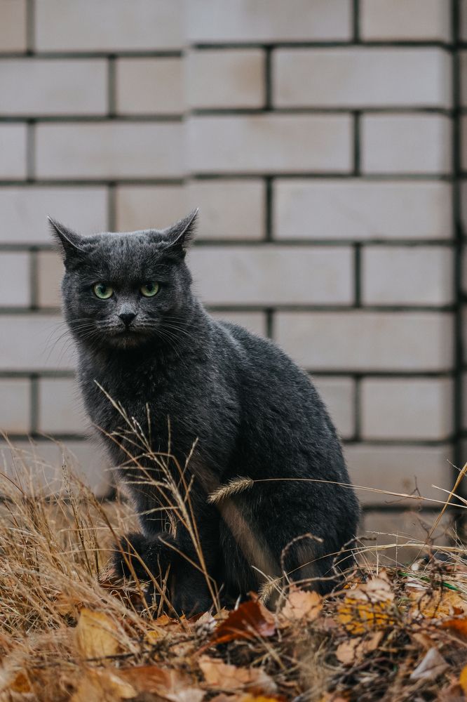 Фотография автора Илья Малеев