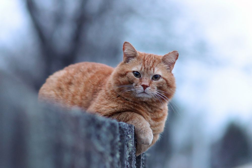 Photograph by Дарья Чистякова