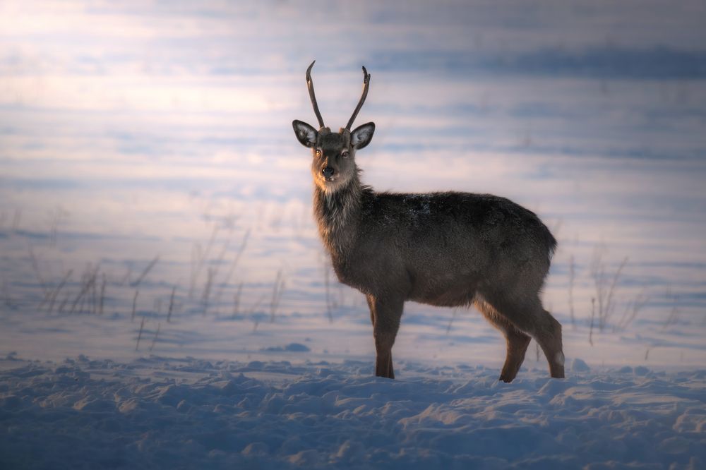 Photograph by Nephotograph