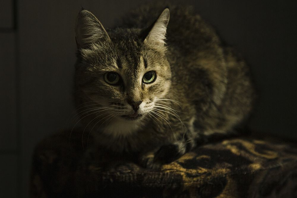 Фотография автора Елена Разина