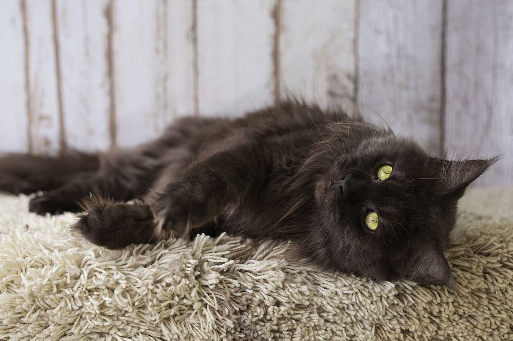 Photograph by Ирина Мамонова