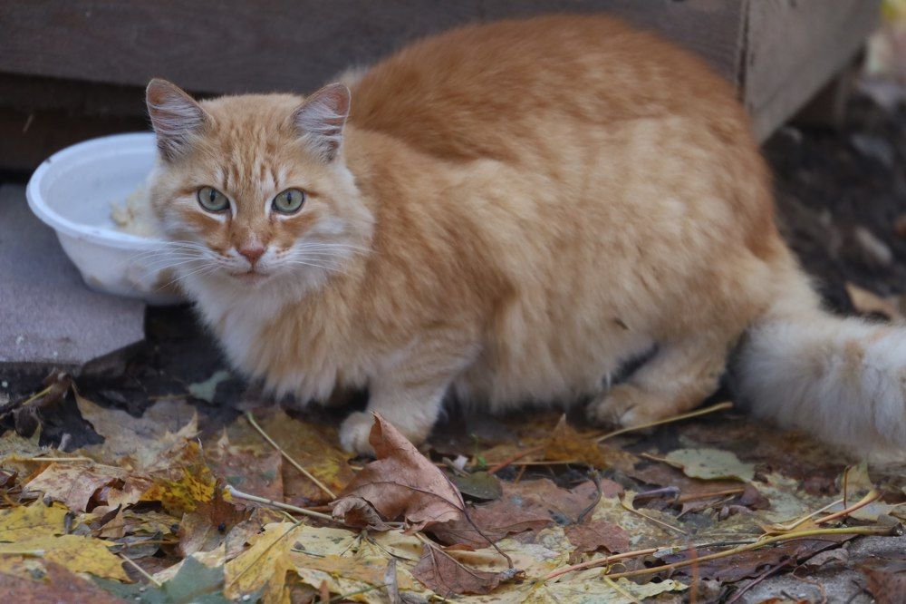 Photograph by Наталья Ермакова