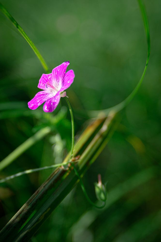 Photograph by Kotik photo