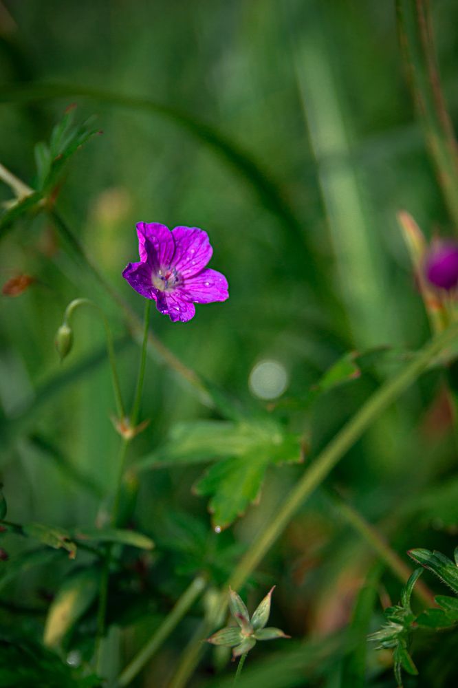 Photograph by Kotik photo