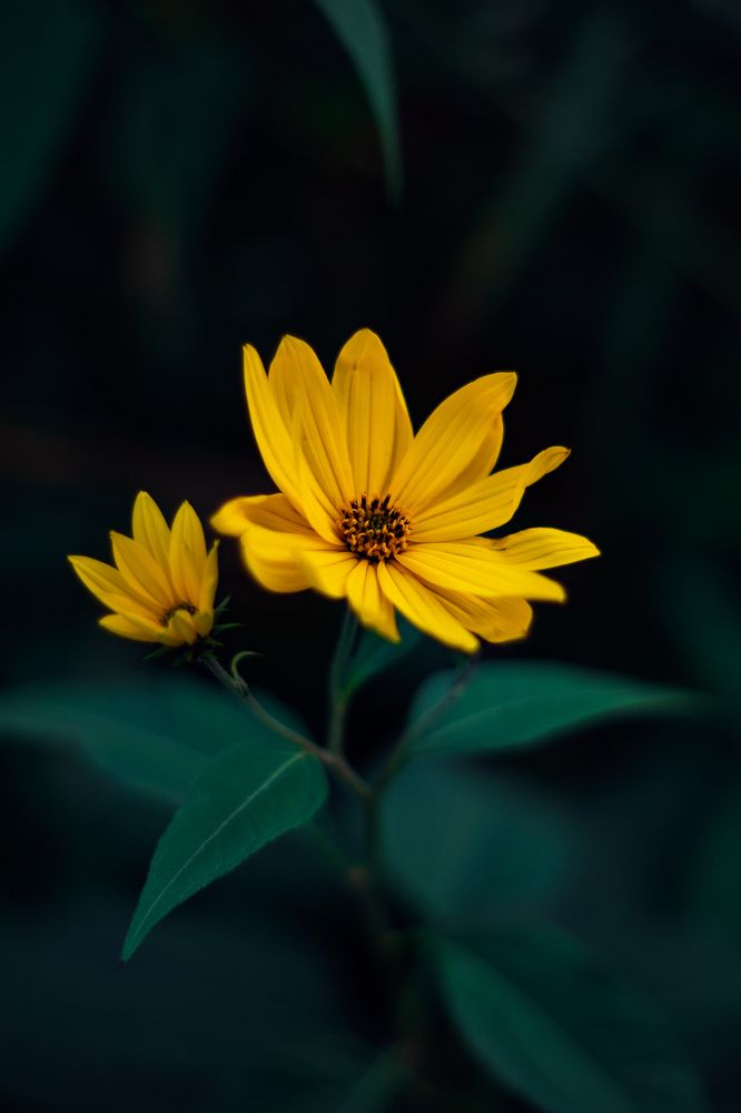 Photograph by Kotik photo