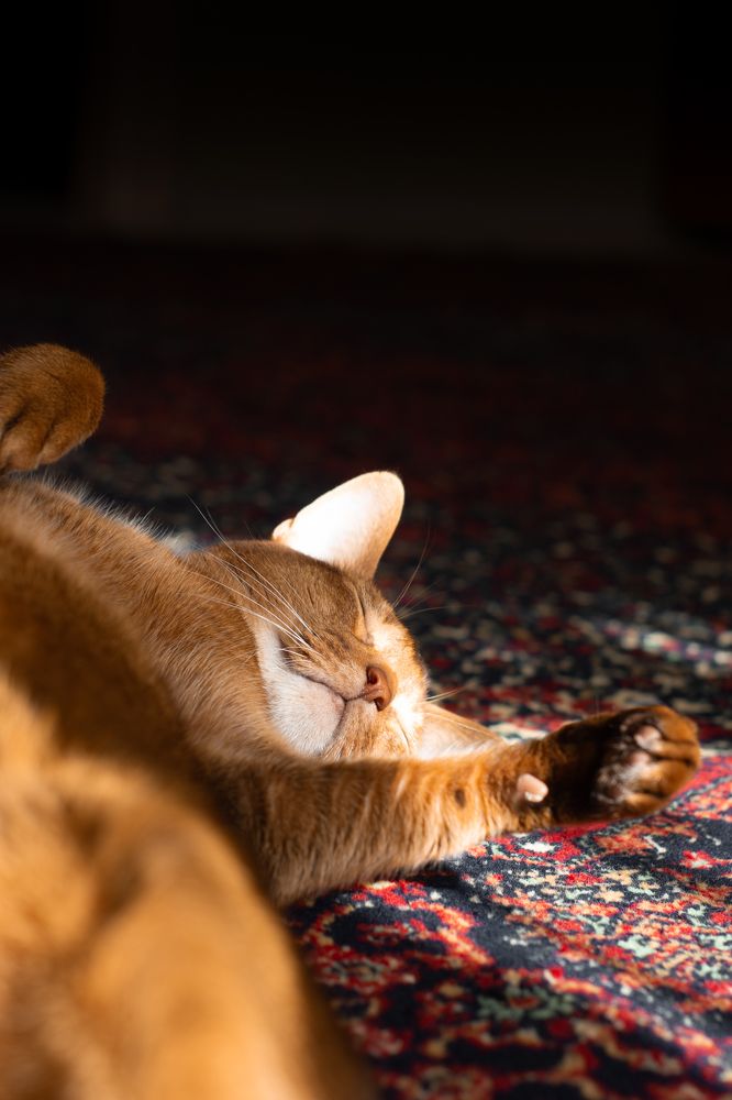 Photograph by Kotik photo