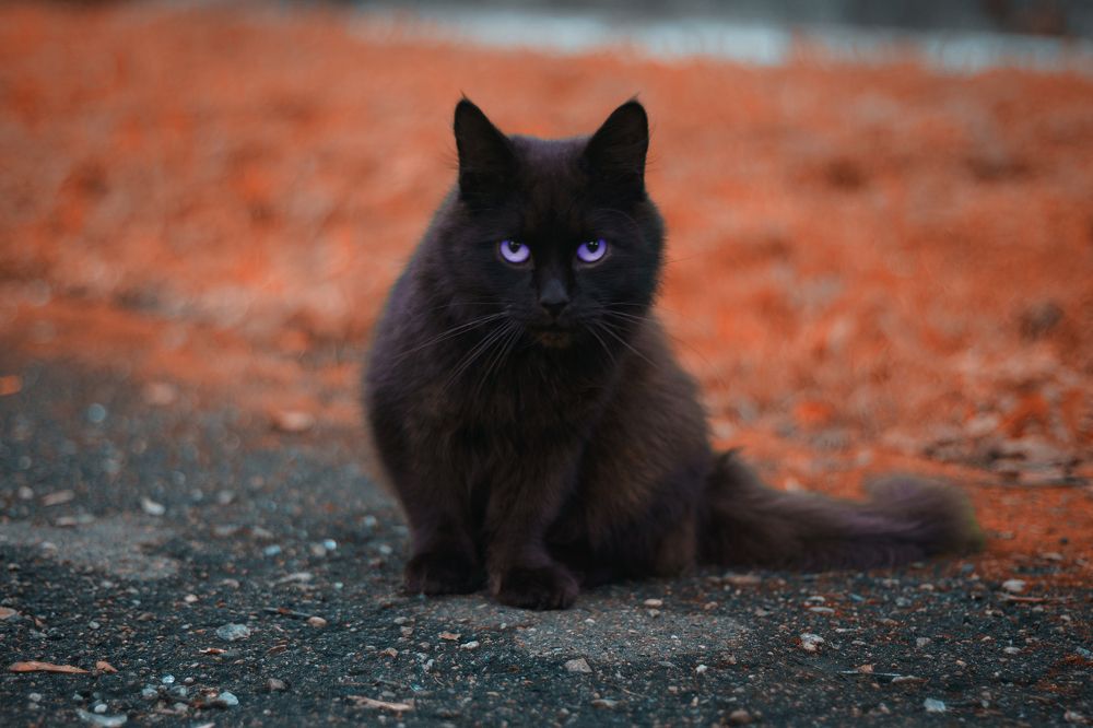 Photograph by Kotik photo