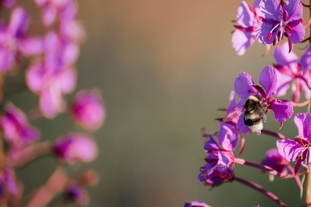 Photograph by Людмила Москвичёва