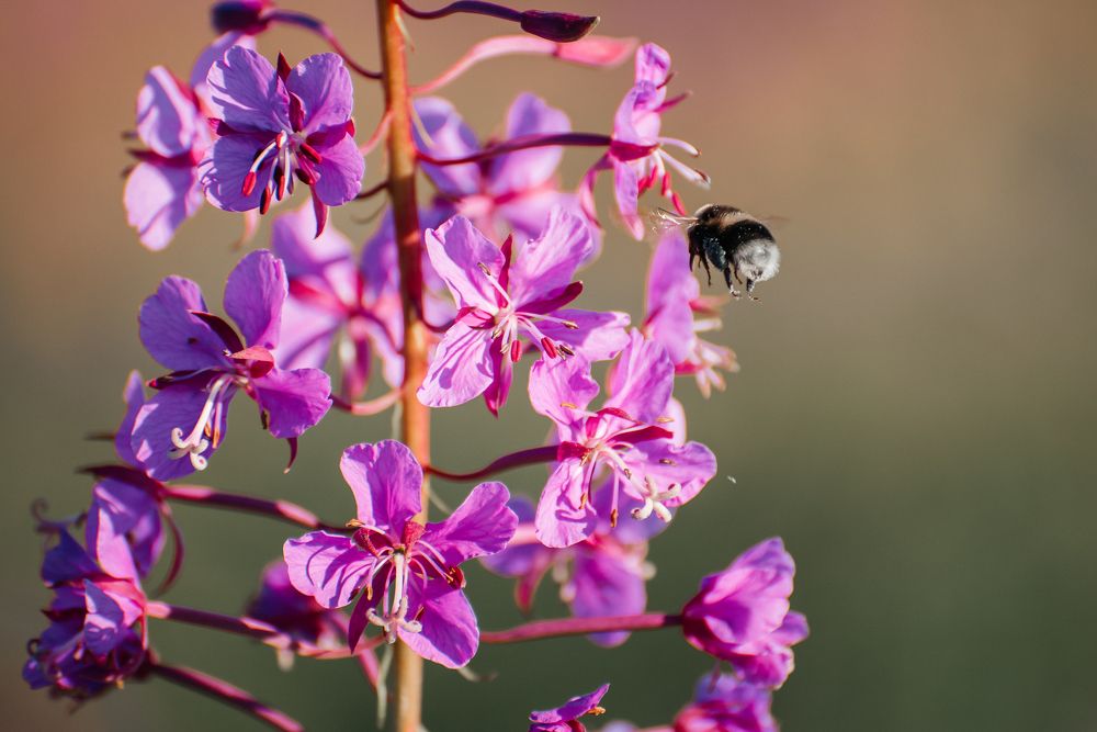 Photograph by Людмила Москвичёва