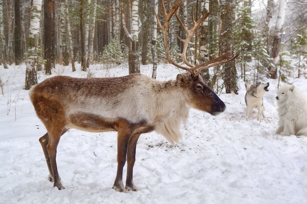 Photograph by Стас Неклюдов