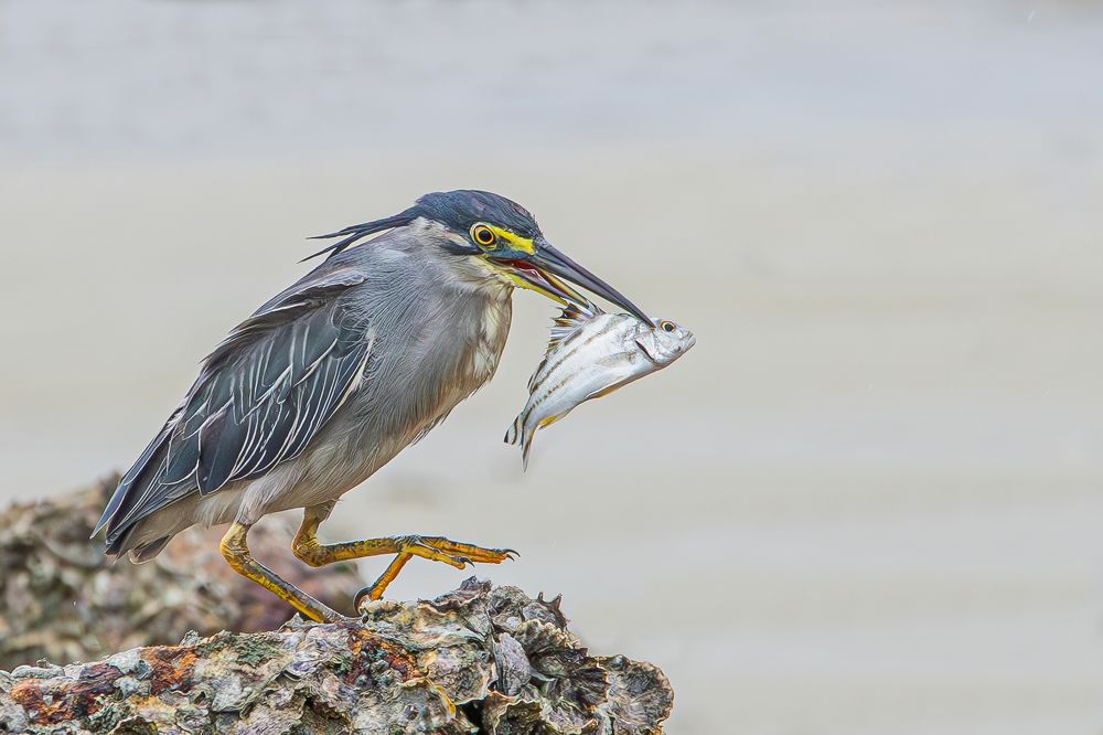 Photograph by Alexei Kriptozoy