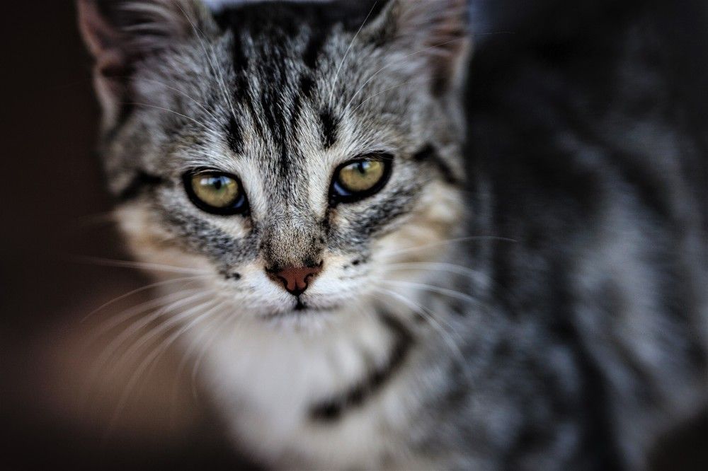 Фотография автора Юрий Кульмяков