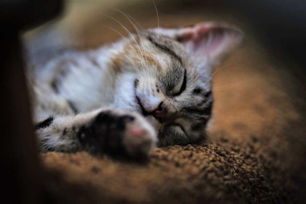 Фотография автора Юрий Кульмяков