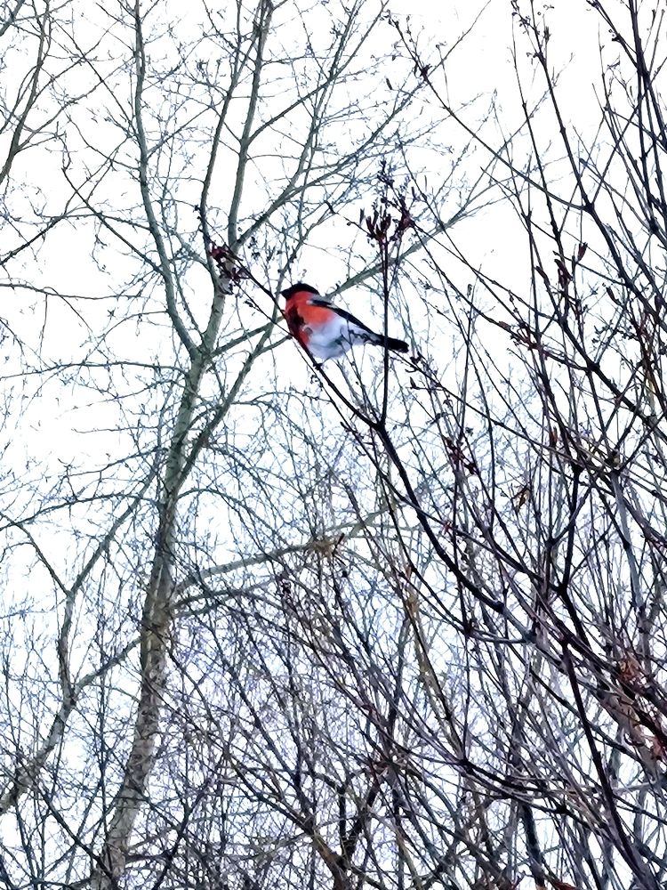 Photograph by Лариса Лысенко