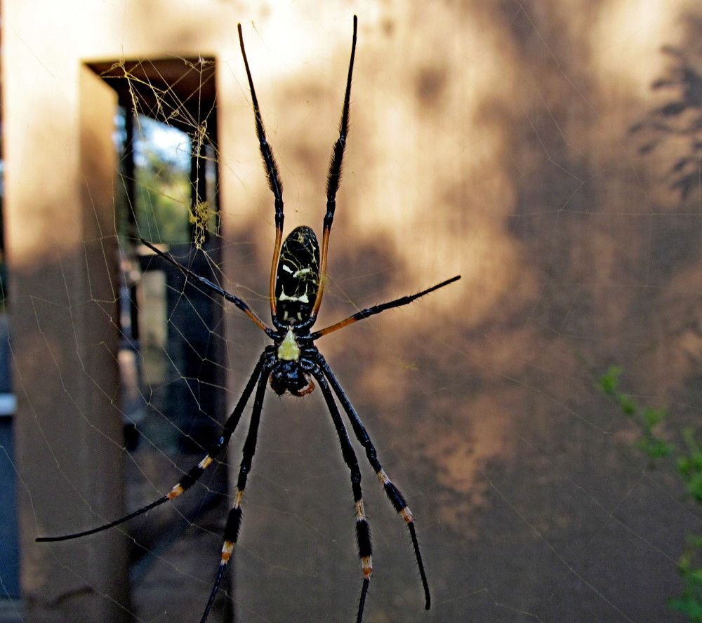 Фотография автора Nico Ebersohn