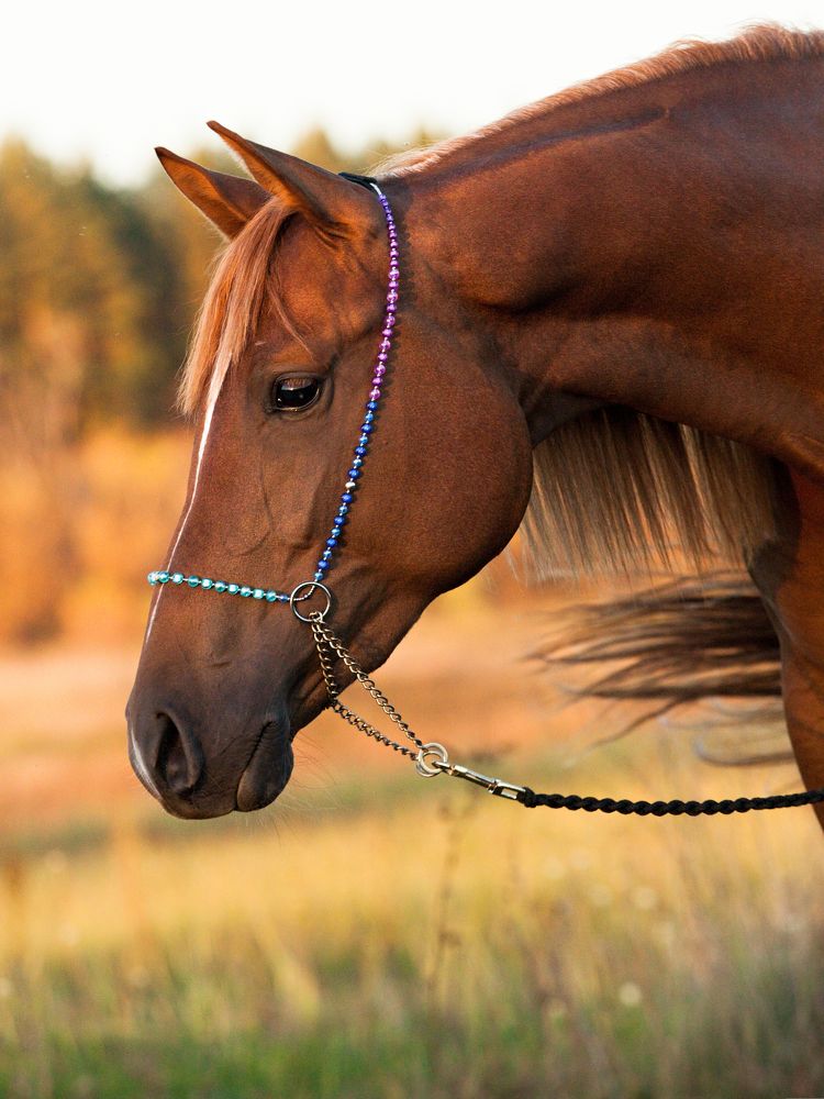 Фотография автора Елена Гордиевская