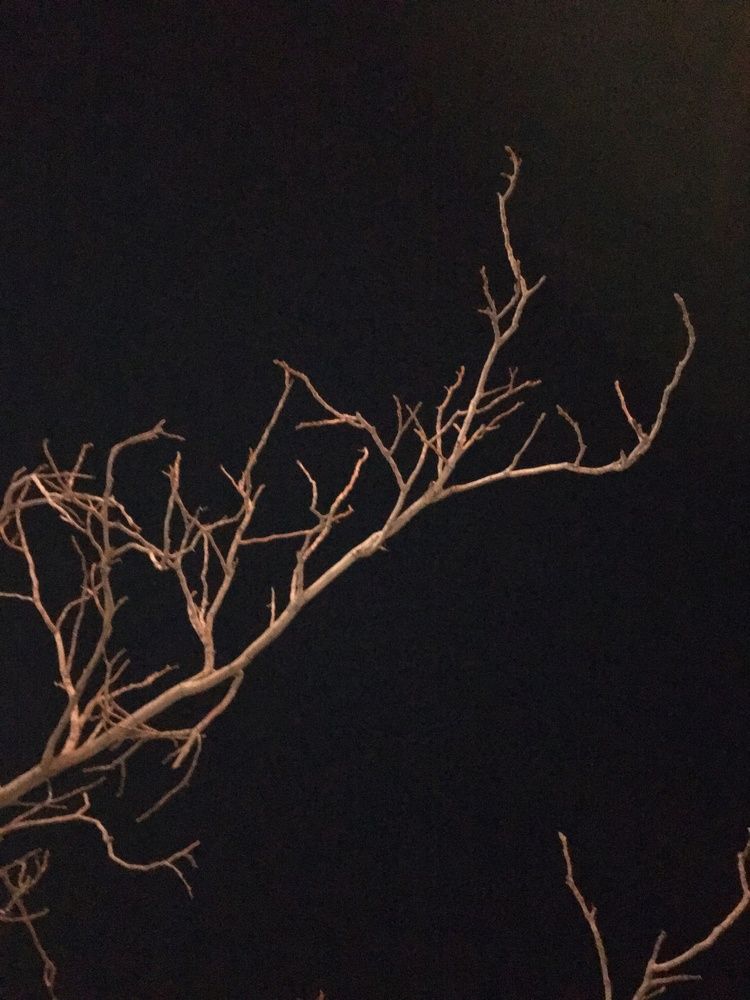 Фотография автора Meline Mikoyan