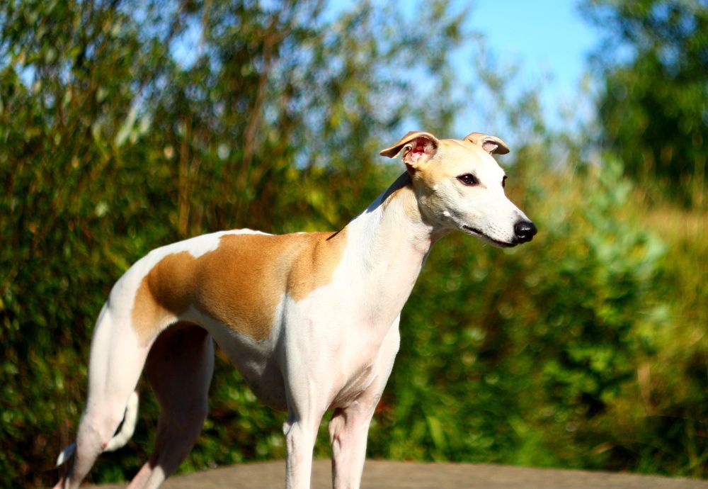 Photograph by Леонид Уральский