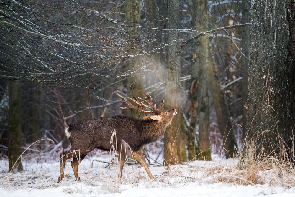 Photograph by Михаил Ездаков