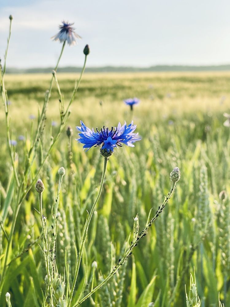 Photograph by Максим Азарчик