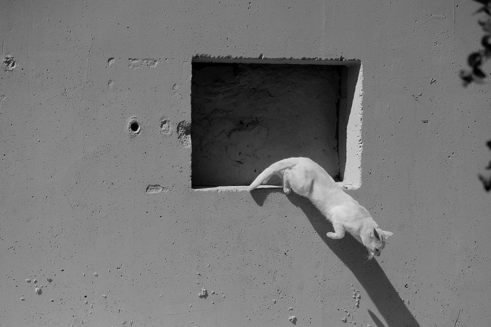 картина сбежала