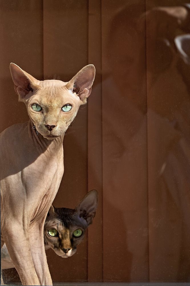 Мы фотографа не приглашали!