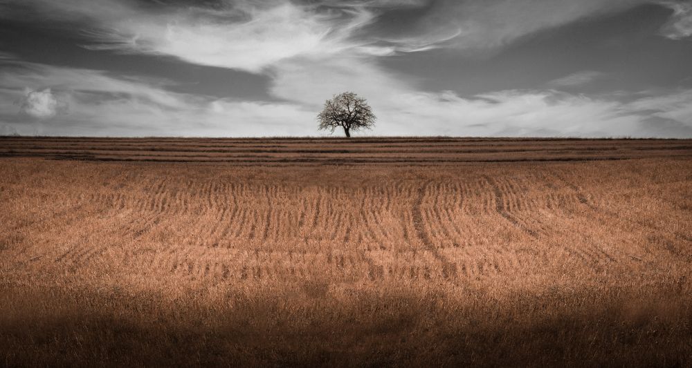 Photograph by Alireza Masoumy