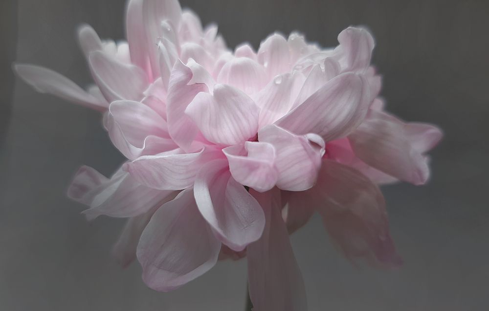 Хризантема