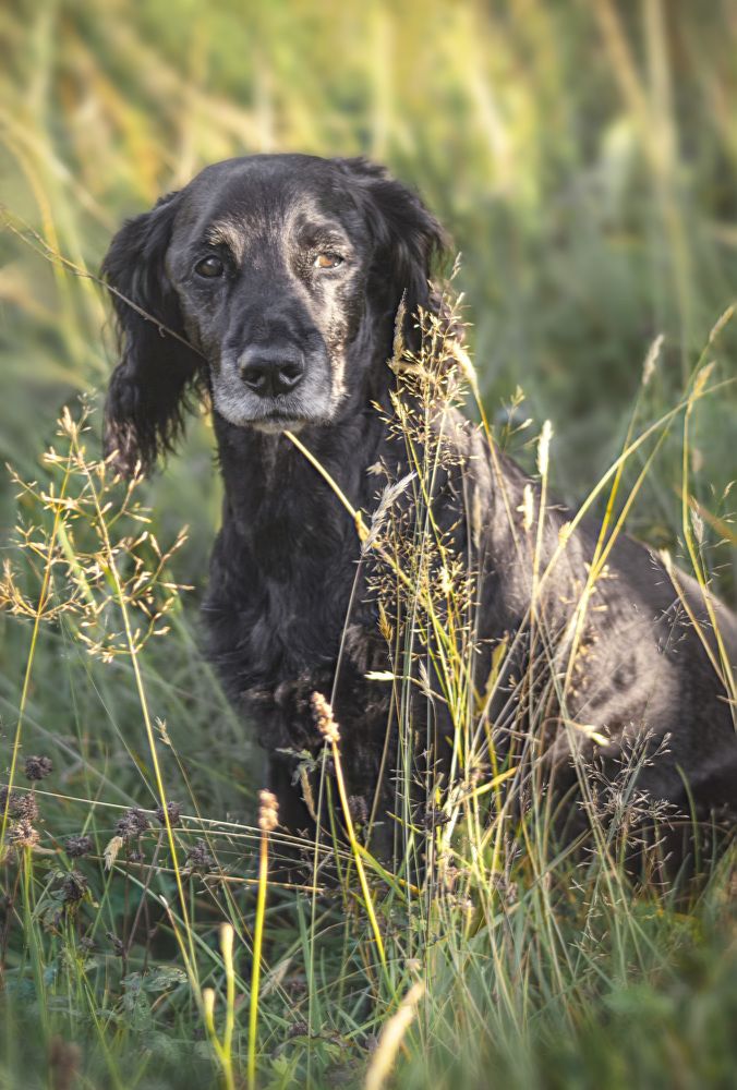 В память о Кузеньке.
