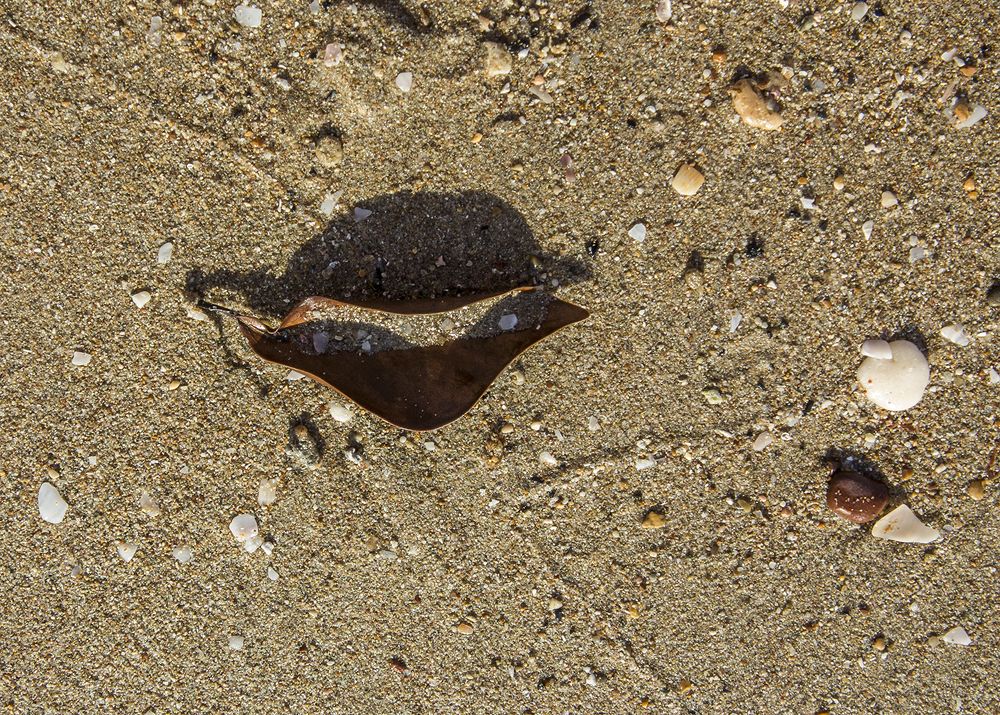 Солнечный поцелуй