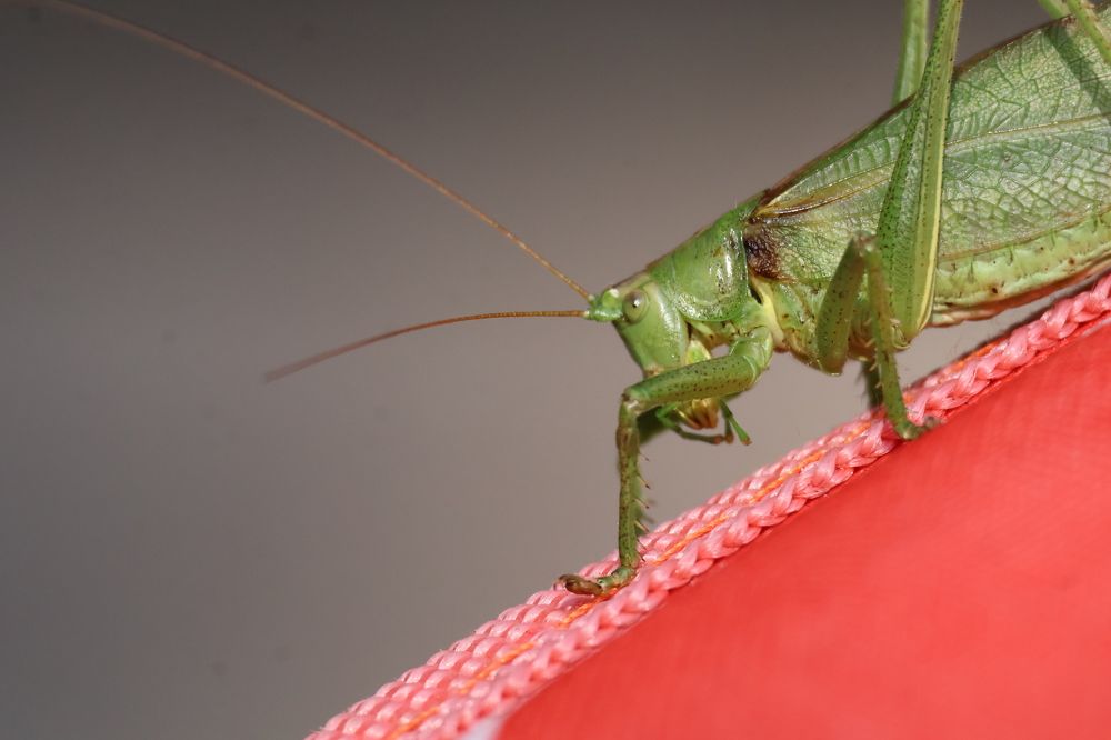 Кузнечик на даче