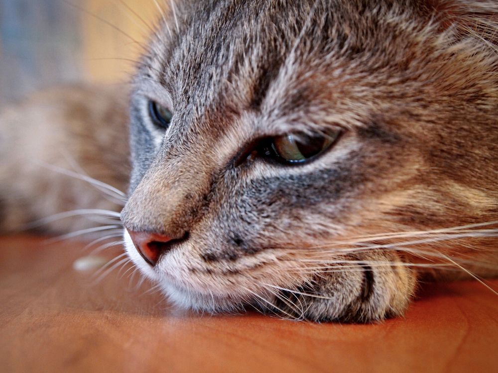 Фотография автора Svetlana Inyusheva