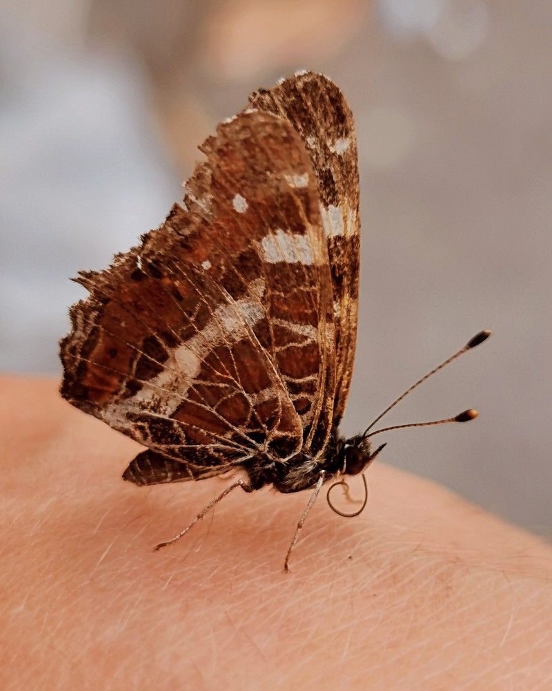 Photograph by Nikolett Mengyi