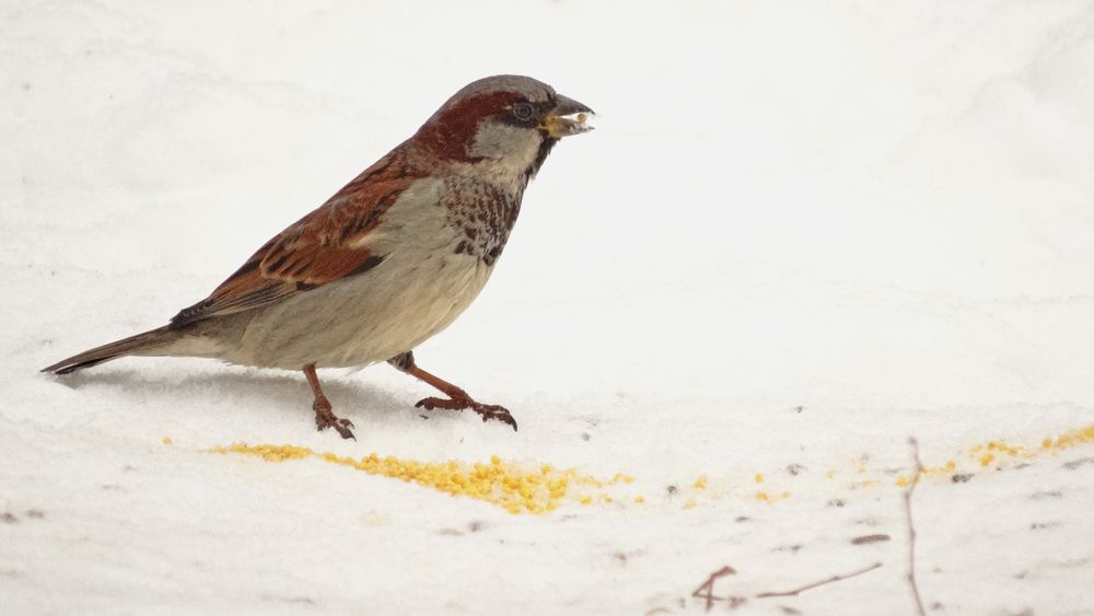 Photograph by Mad Mouse