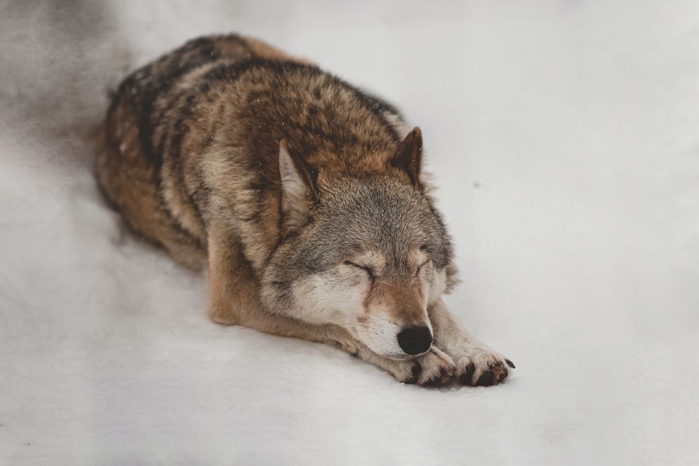 Photograph by Сергей Шпаков