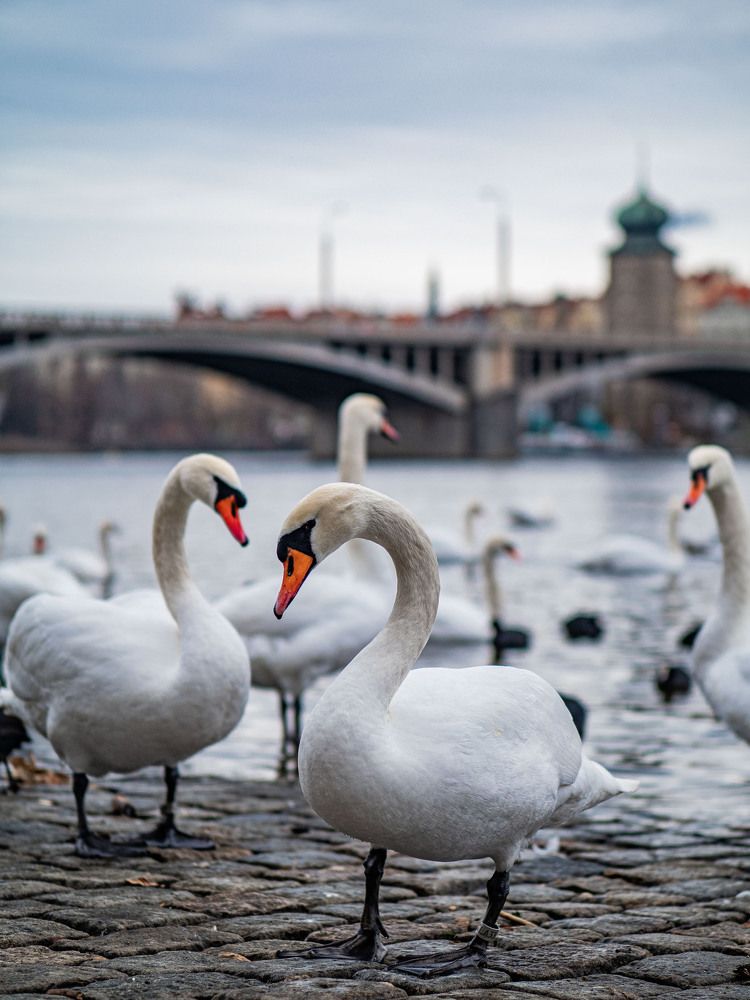 Фотография автора Доляна Горохова