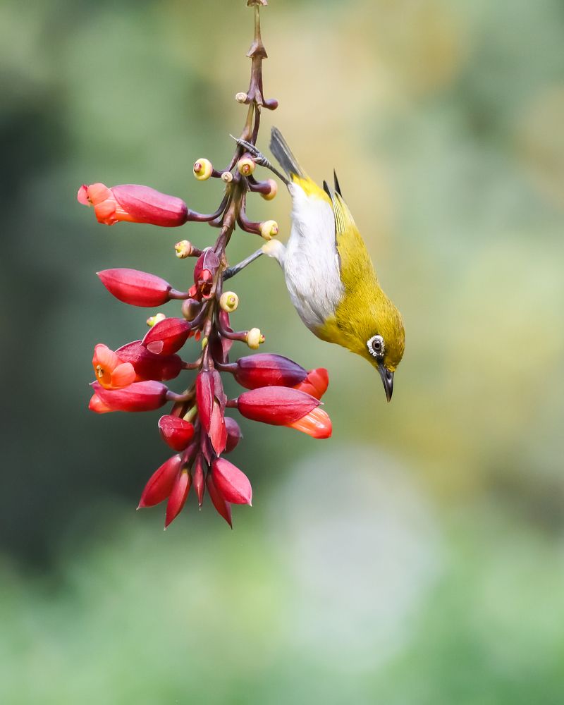 Photograph by Irene Chattopadhyay