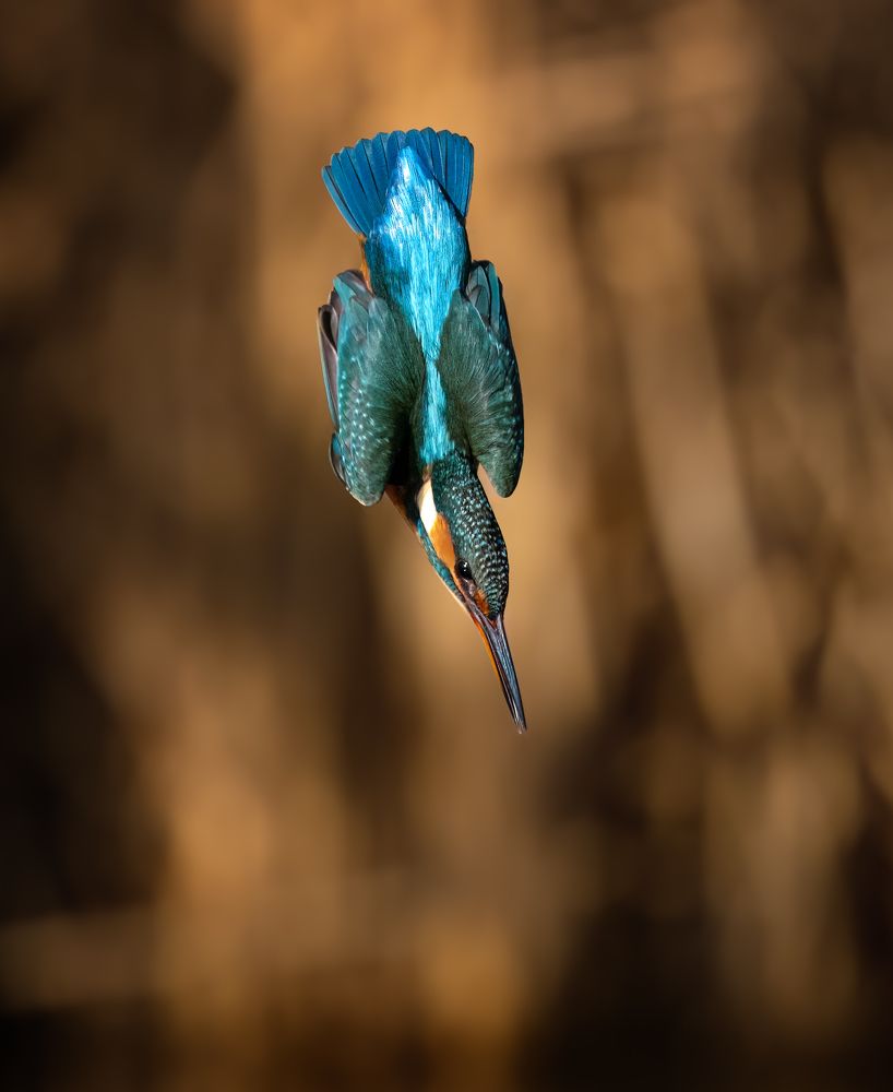 Photograph by Tímea Ambrus