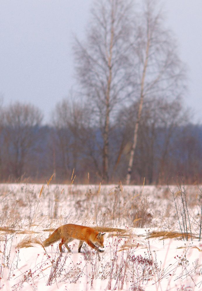 Photograph by Юрий Яковлев