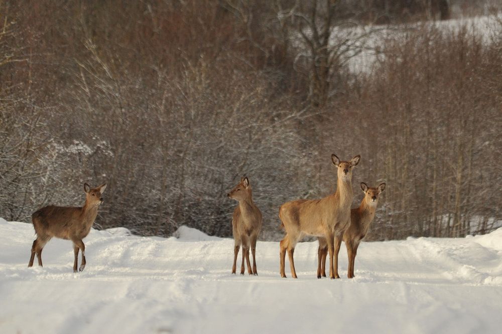 Photograph by Юрий Яковлев