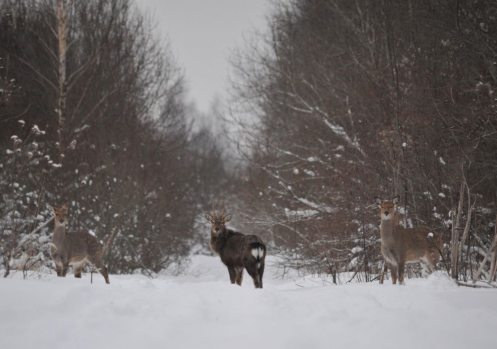 Photograph by Юрий Яковлев