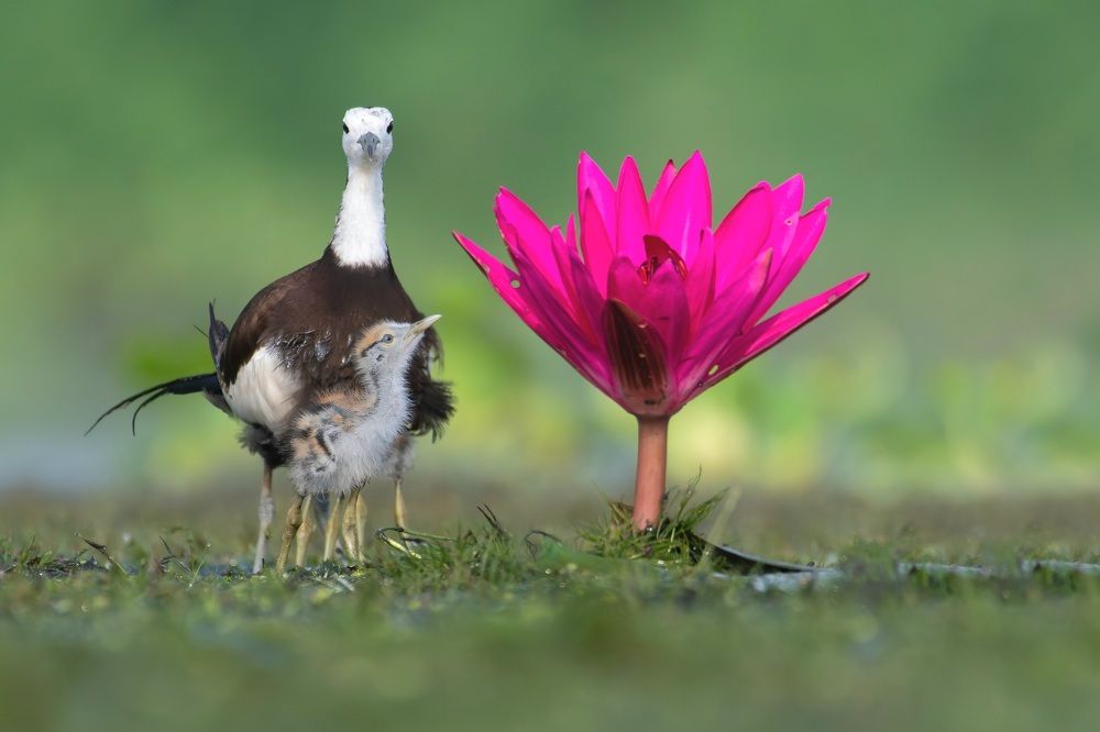 Pheasant tailed jacana