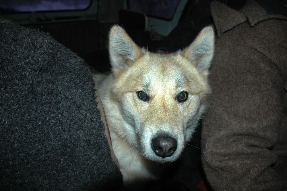 Фотография автора Сергей Тимофеев