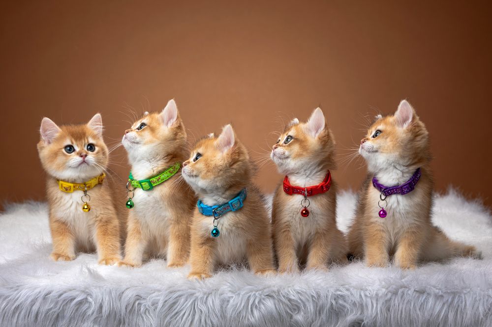 Фотография автора Сергей