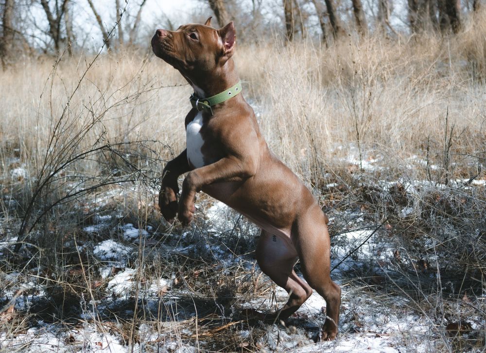 Photograph by Галчонок Ахмерова