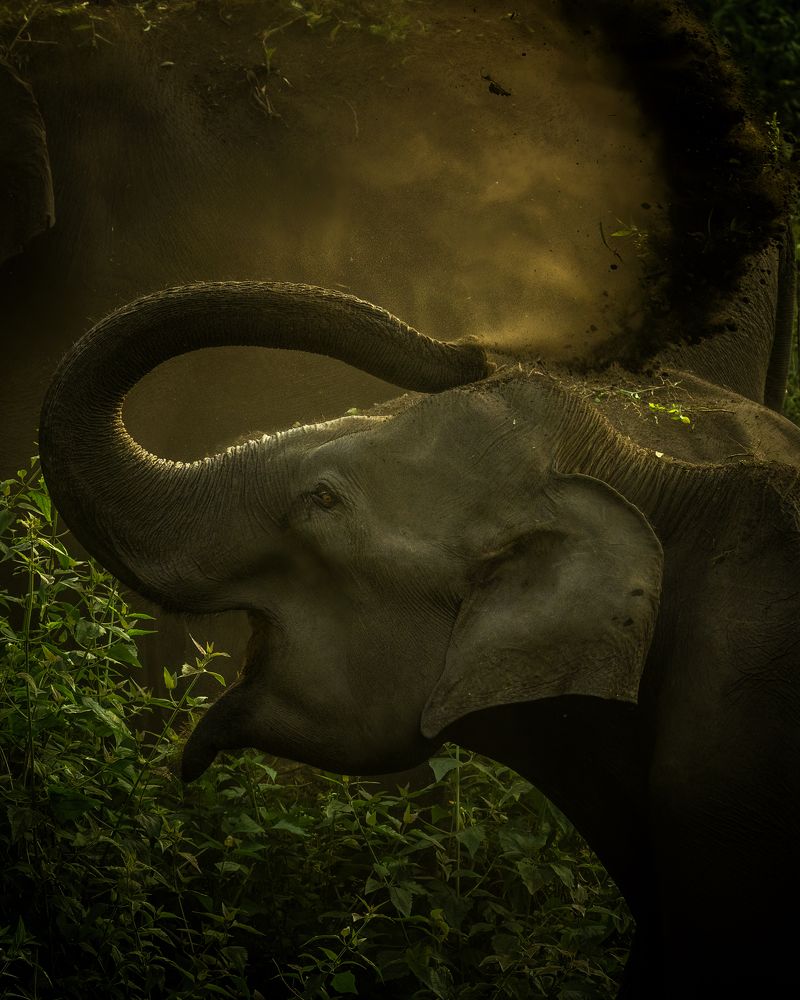 Фотография автора Naveen Kumar